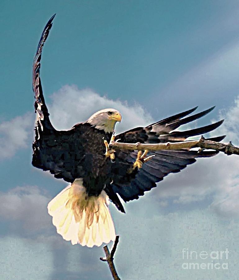 Bald Eagle Landing Photograph by Charlene Adler