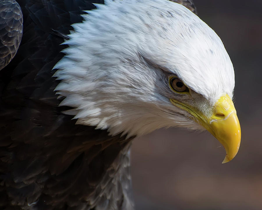 Bald Eagle Landing Photograph by Flees Photos