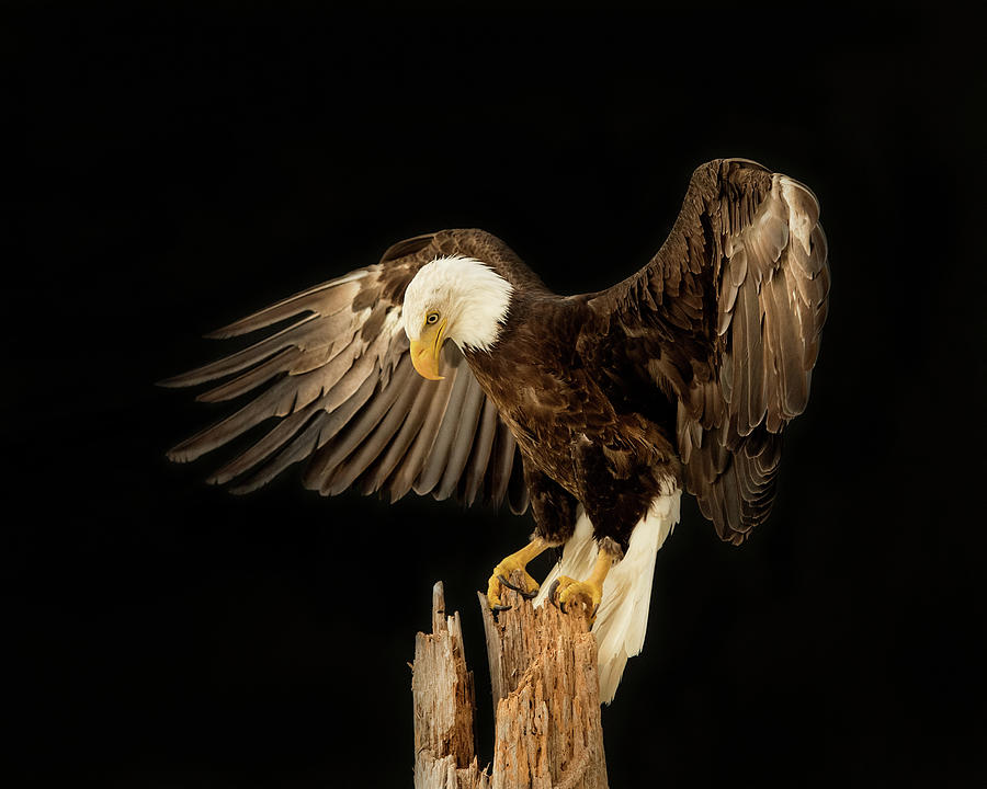 Bald Eagle Landing Photograph by CR Courson