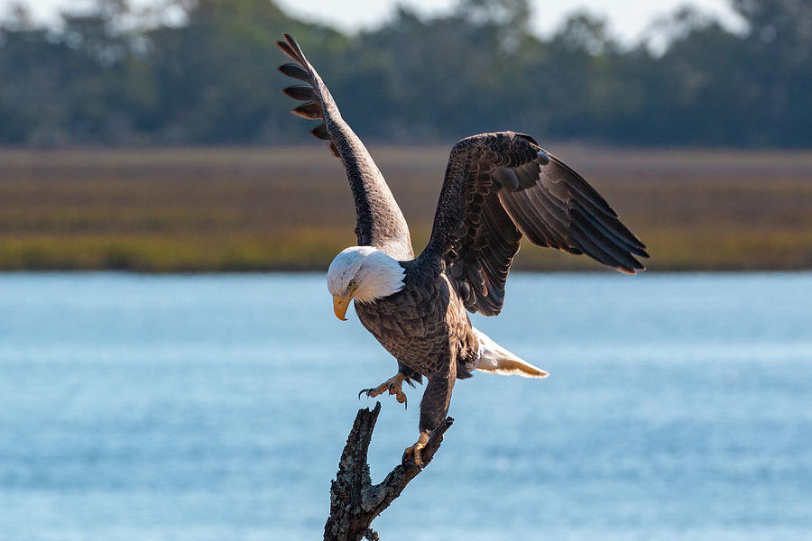 Bald Eagle Landing Photograph by D K Wall