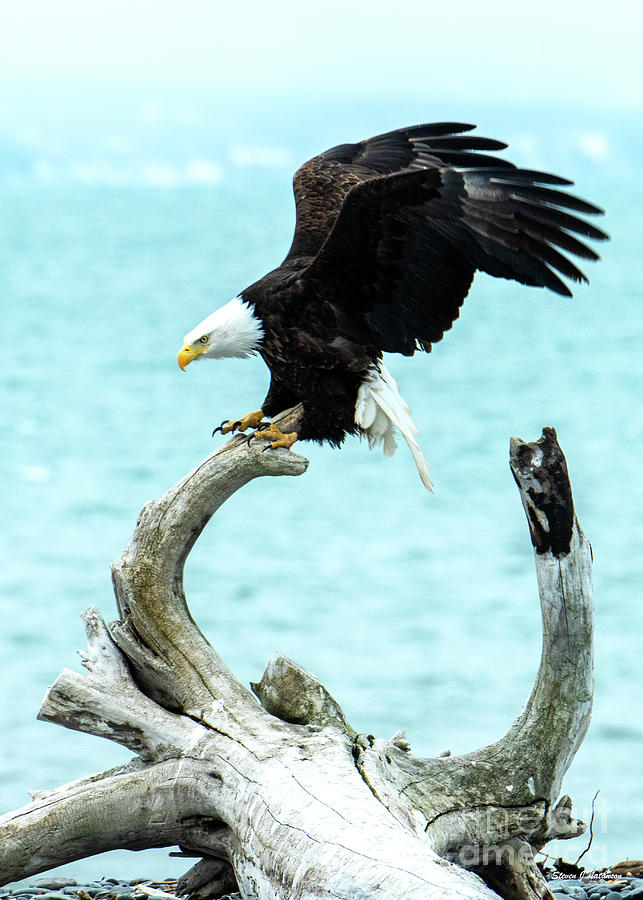 Bald Eagle Landing on Driftwood Photograph by Steven Natanson