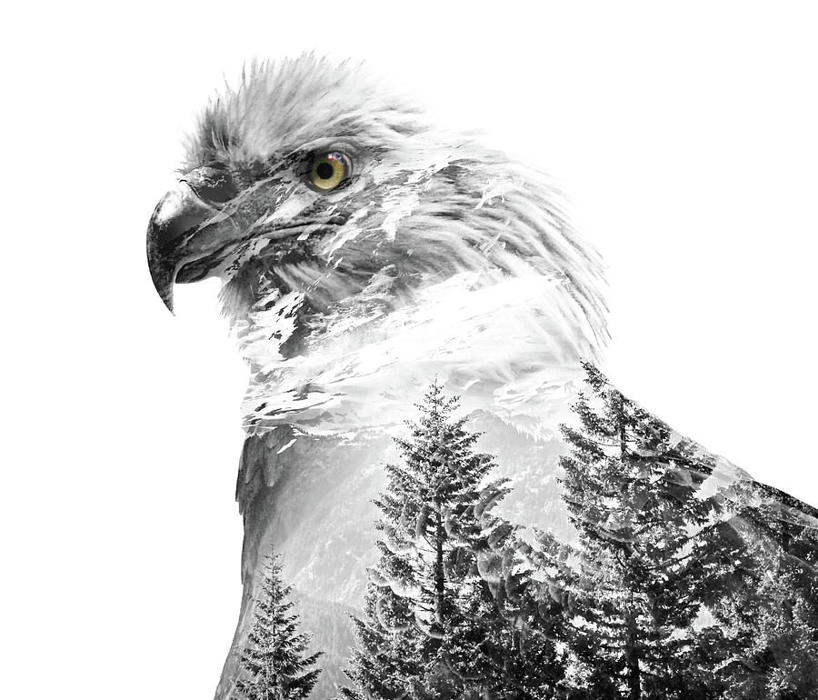 Bald Eagle Landscape Double Exposure Photograph by Dan Sproul