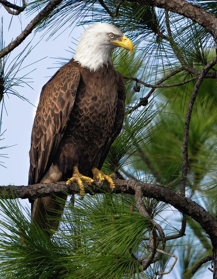 Bald Eagle Photograph by Larry Marshall