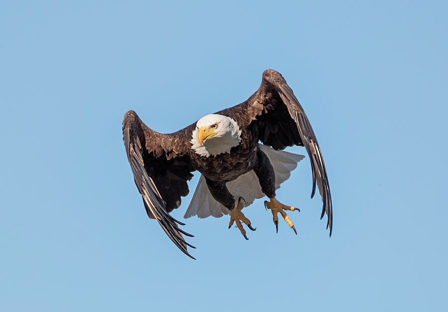 Bald Eagle Launch Photograph by Loree Johnson