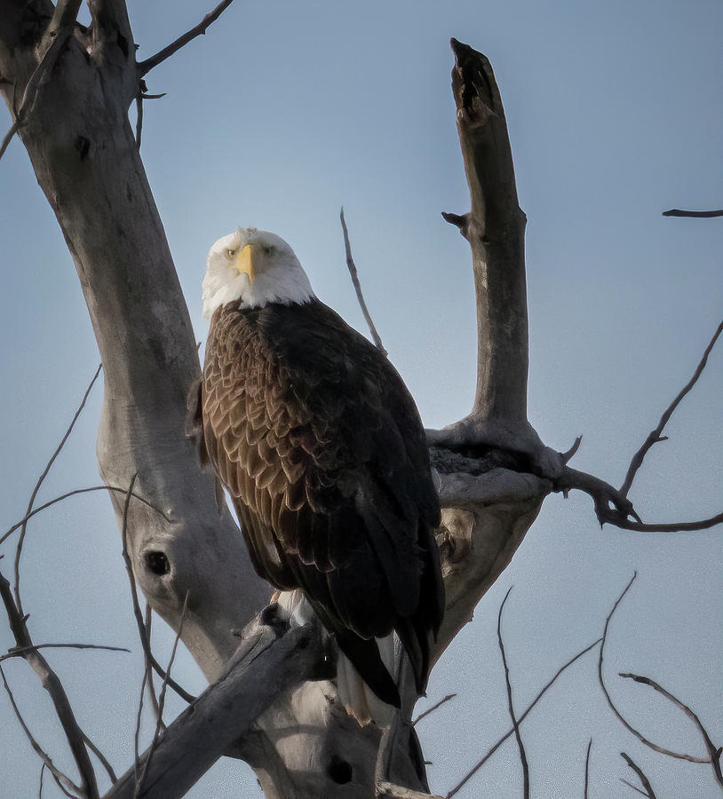 Bald Eagle Photograph by Laura Terriere