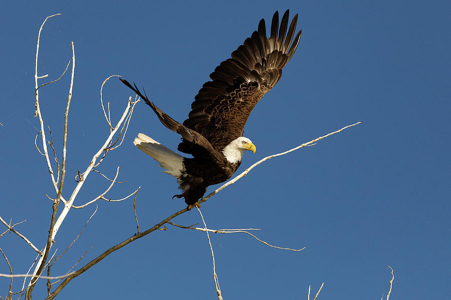 Bald Eagle Leaps Into the Air Photograph by Tony Hake