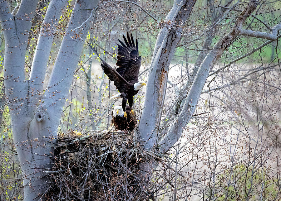 Bald Eagle Leaving Nest Photograph by Deborah Penland