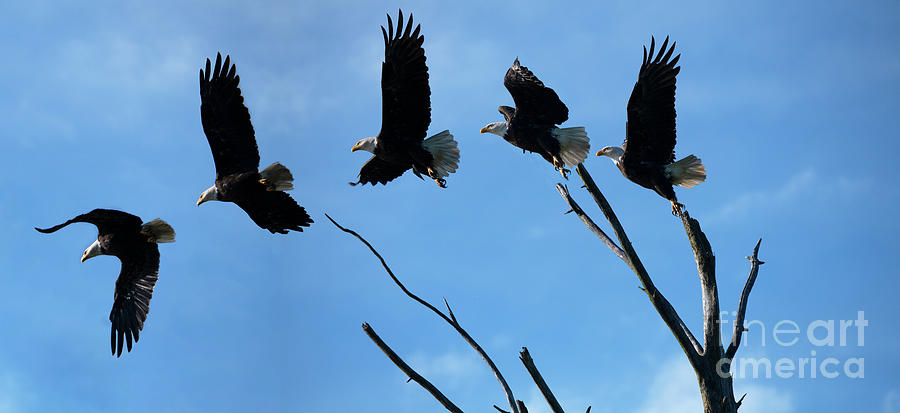 Bald Eagle Lift Off Photograph by Bob Christopher