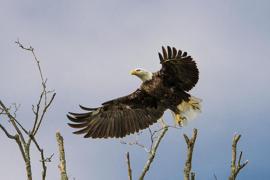 Bald Eagle Photograph by Linda Shannon Morgan