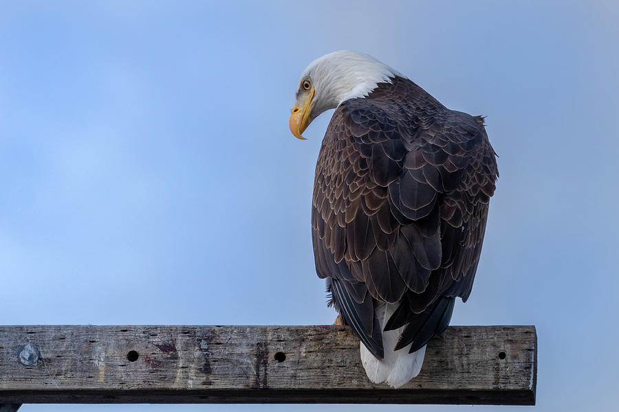 Bald Eagle Listening to Imaginary Friend Photograph by Randy Robbins ...