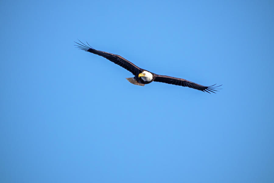 Bald Eagle Look to the Right Photograph by Ira Marcus