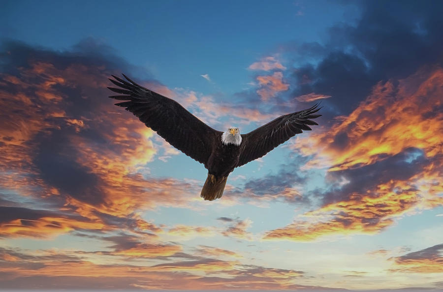Bald Eagle Looking at Sunset Photograph by Darryl Brooks
