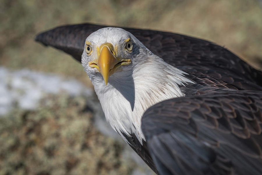 Bald Eagle looking at the camera Photograph by Phillip Rubino