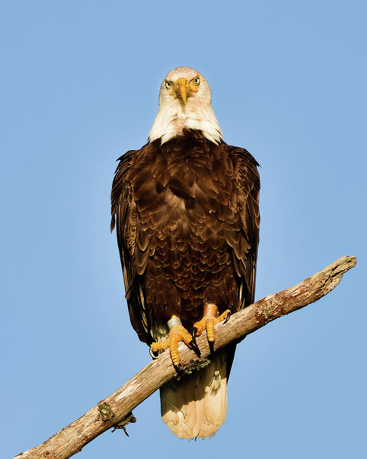 Bald eagle looking at you Photograph by Lenin Ramachandran - Fine Art ...