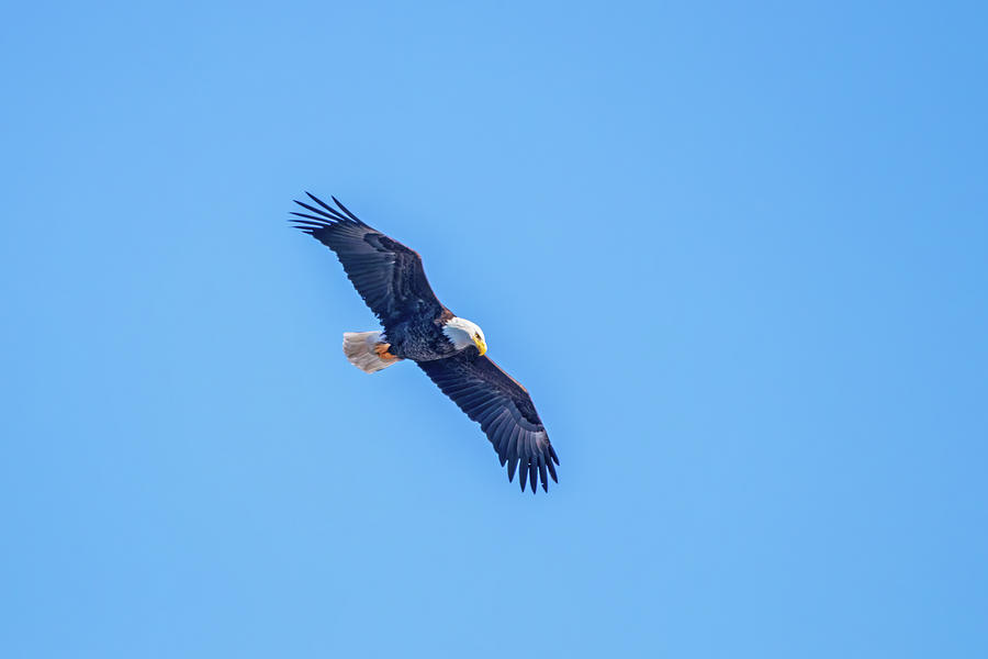 Bald Eagle Looking Down Photograph by Ira Marcus