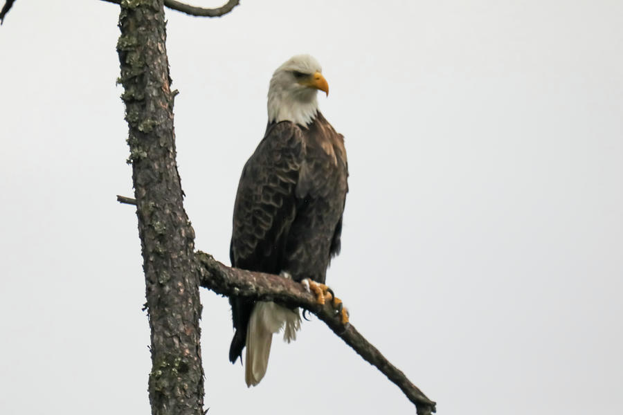 Bald Eagle Looking For Fish Photograph