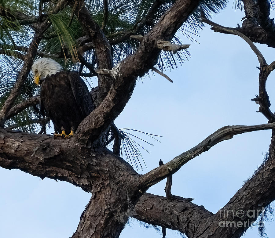 Bald Eagle Looking out over the Coastal Anclote Trail Photograph by L Bosco