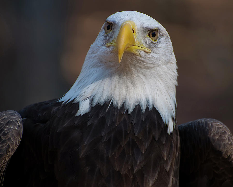 Bald eagle looking right Photograph by Flees Photos