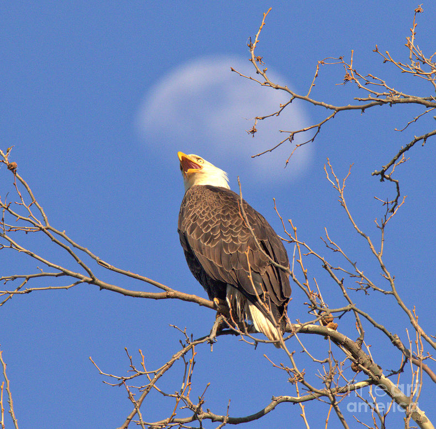 Bald Eagle Looking Up At The Moon Photograph by Adam Jewell
