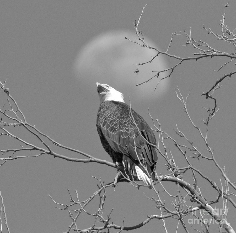 Bald Eagle Looking Up At The Moon Black And White Photograph by Adam Jewell