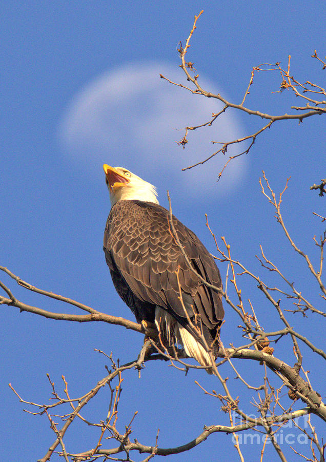 Bald Eagle Looking Up At The Moon Portrait Photograph by Adam Jewell