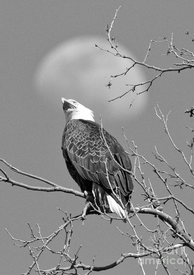 Bald Eagle Looking Up At The Moon Portrait Black And White Photograph by Adam Jewell