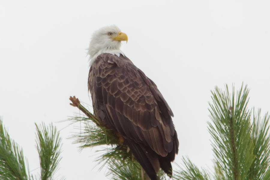 Bald Eagle Looks About Photograph