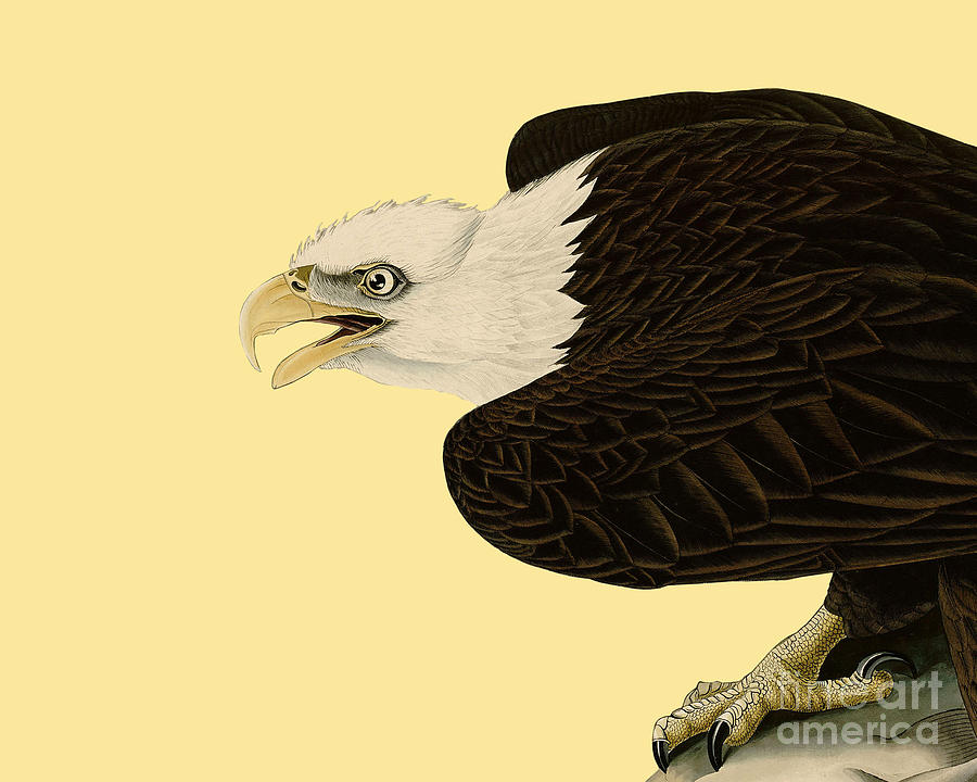 Eagle Digital Art - Bald Eagle by Madame Memento