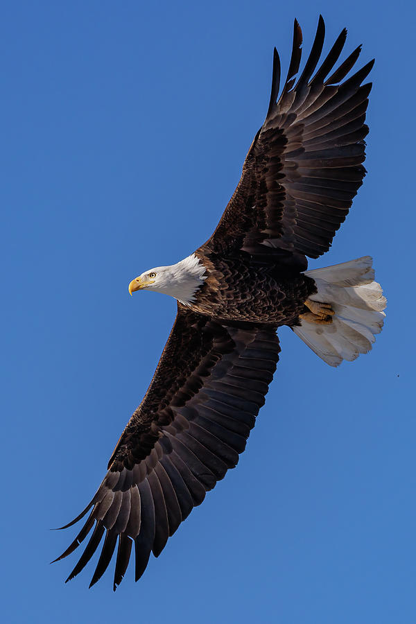 Bald Eagle Makes a Beautiful Flyby Showing its Wingspan Photograph by ...