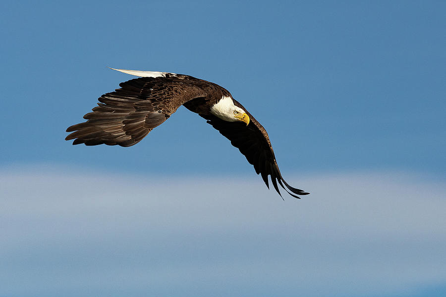 Bald Eagle Makes a Dramatic Flyby Photograph by Tony Hake