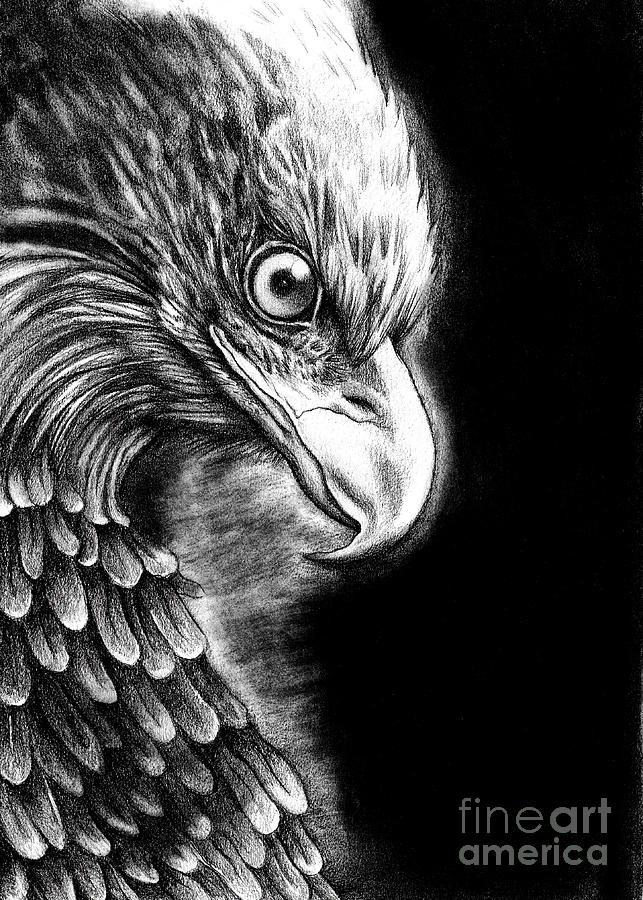 Illustration Drawing - Bald eagle by Margherita Luzi Illustration Drawing - Bald eagle by Margherita Luzi