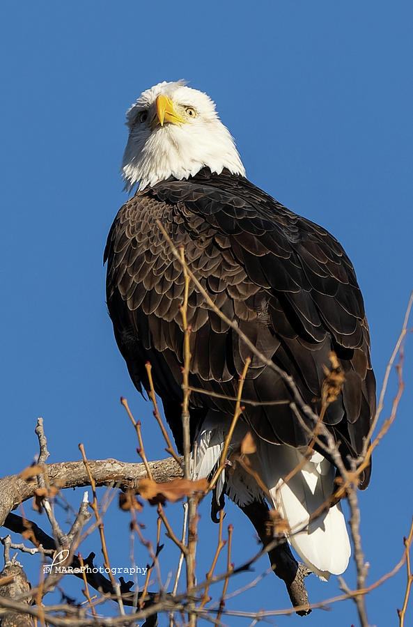 Bald Eagle Photograph by Mark Robinson - Fine Art America