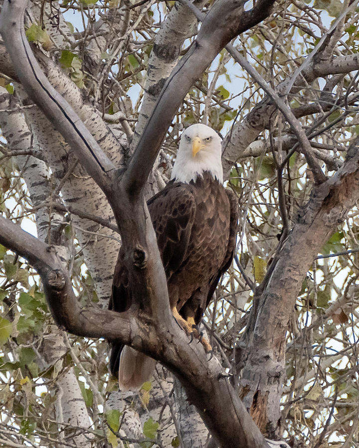 Bald Eagle Photograph by Matt Halvorson Bald Eagle Photograph by Matt Halvorson