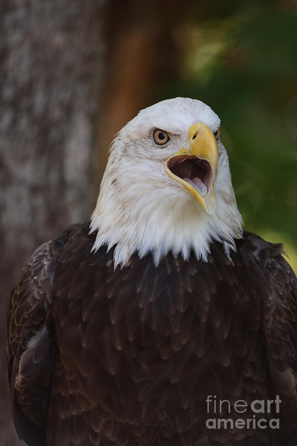Eagle Photograph - Bald Eagle by Melanie Kowasic
