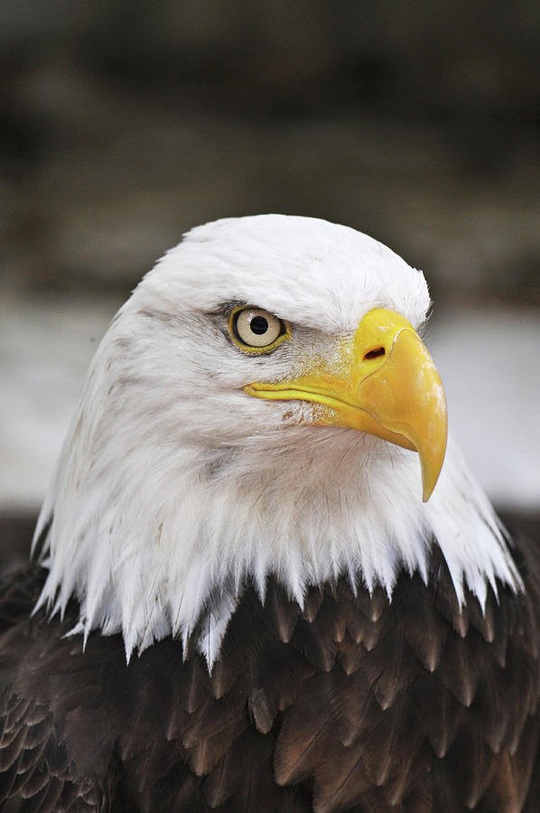 Bald Eagle Photograph by Melissa Roe - Fine Art America