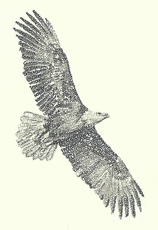 Bald Eagle Drawing by Michael Volpicelli