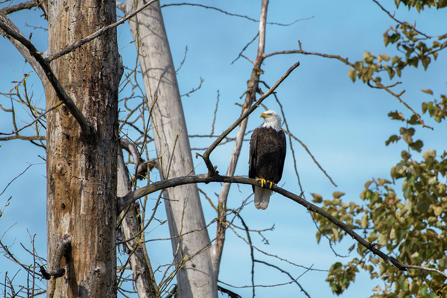 Bald Eagle Photograph by Mike Shaw