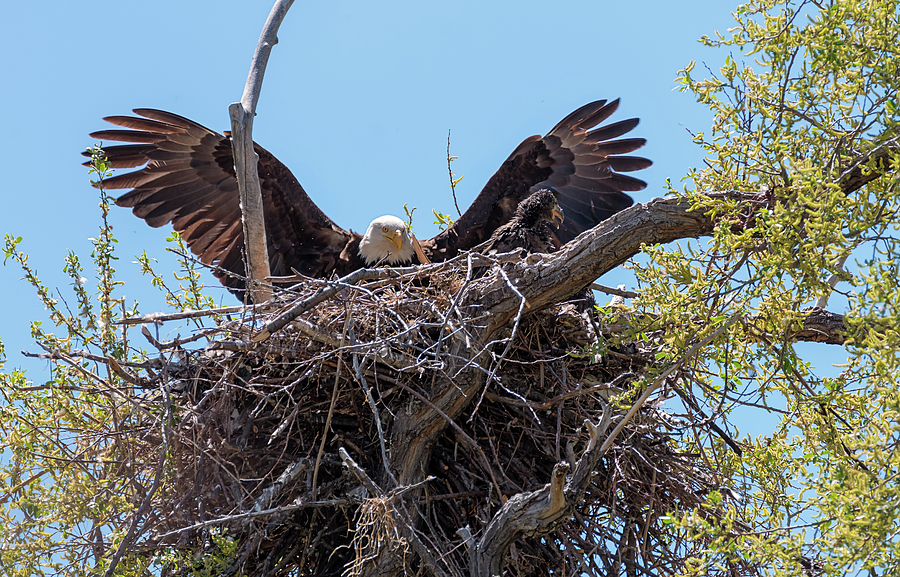 Bald Eagle Mom and Chick Photograph by Loree Johnson