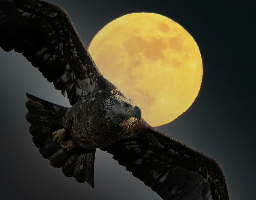 Bald Eagle Moon Photograph by Wade Aiken
