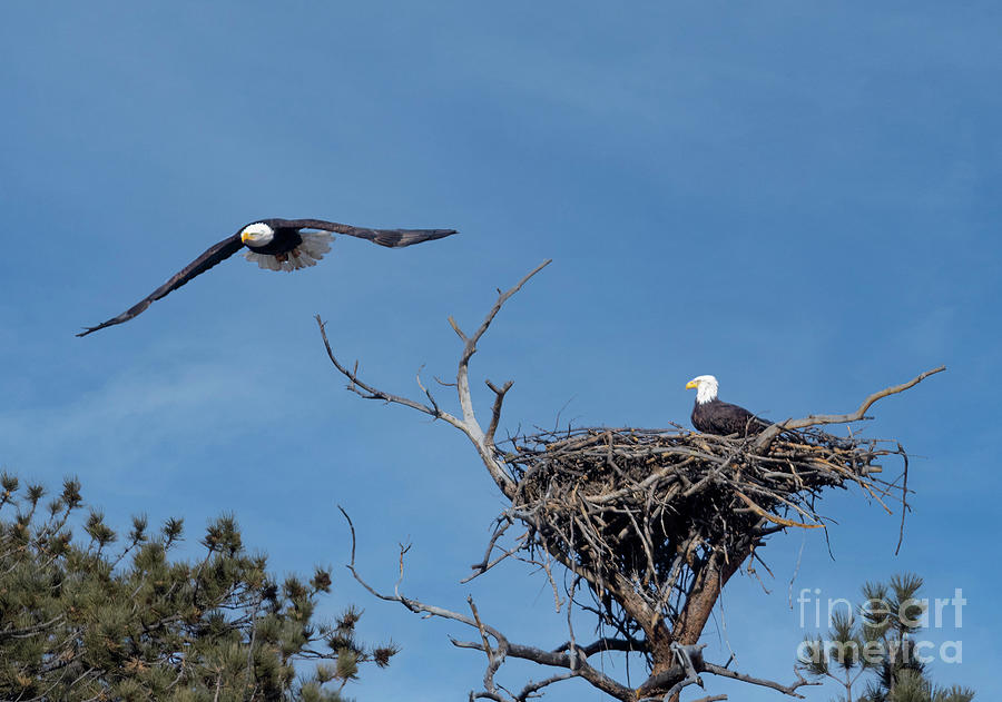 Bald Eagle Nest in Eleven Mile Canyon Photograph by Steven Krull