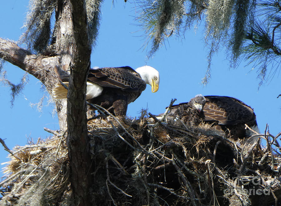 Bald Eagle Nest Photograph by Steven Spak - Fine Art America