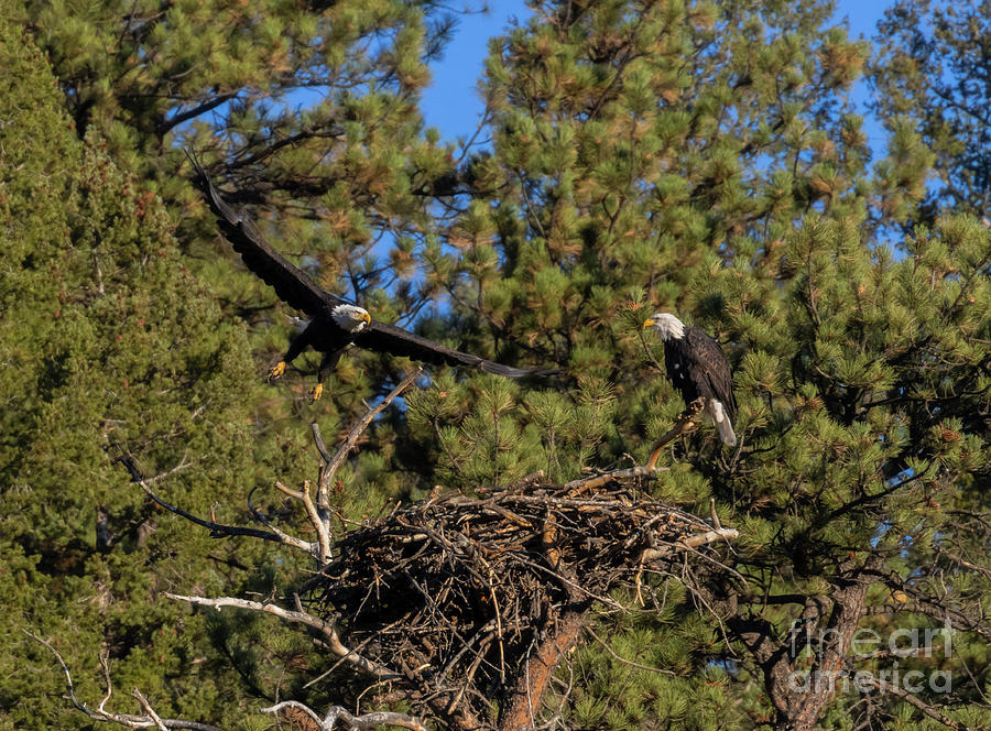 Bald Eagle Nesting Pair Photograph by Steven Krull