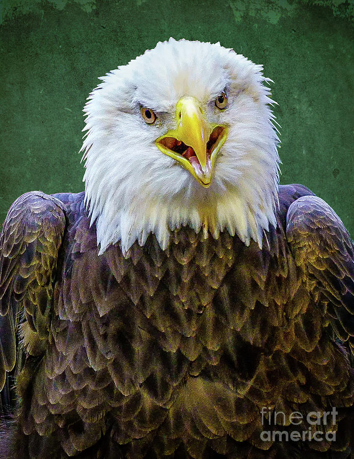 Bald Eagle Photograph by Nick Zelinsky Jr