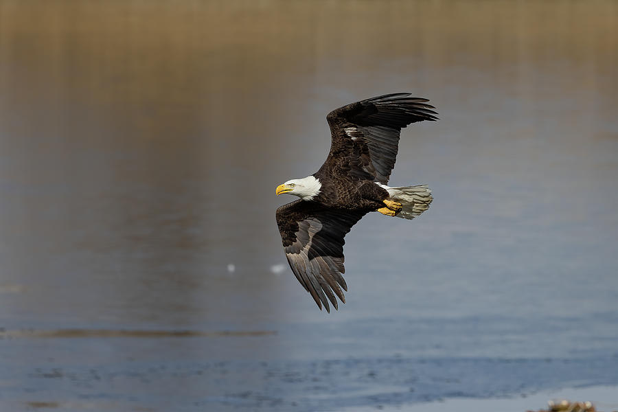 Bald Eagle on a Fishing Expedition Photograph by Tony Hake