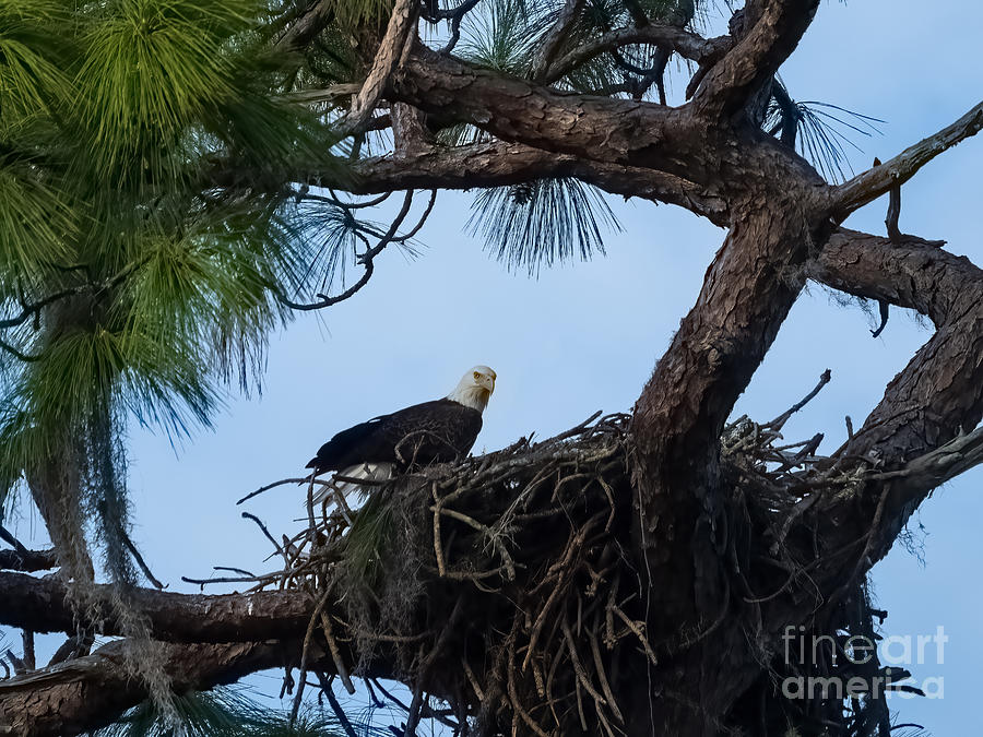 Bald Eagle on a Nest near Holiday Florida Photograph by L Bosco
