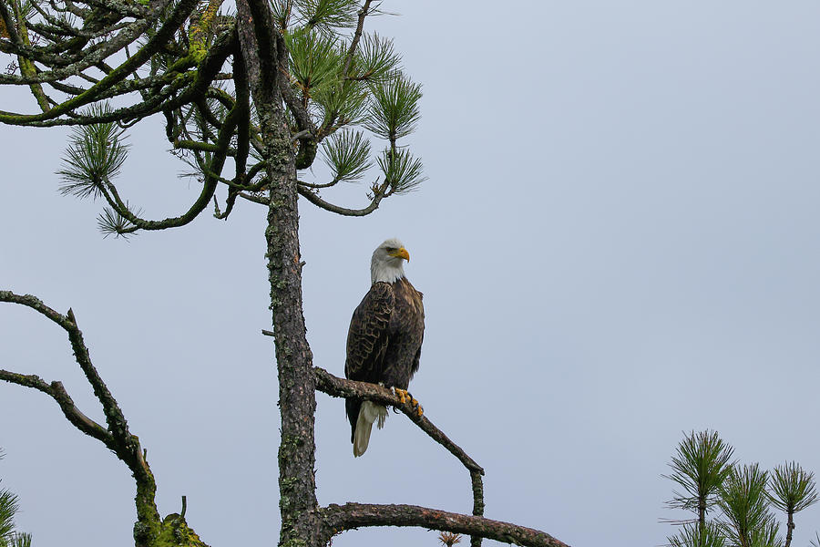 Bald Eagle On A Pine Limb Photograph