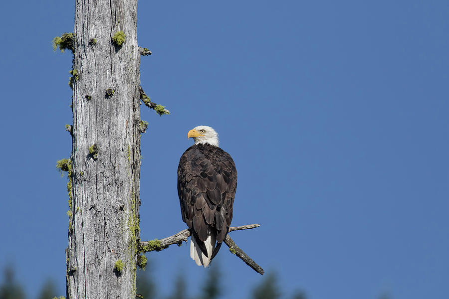 Bald Eagle on a Snag Photograph by Belinda Greb