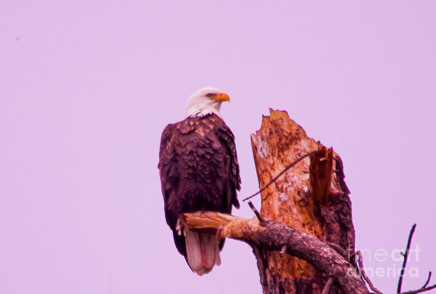 Bald Eagle On A Snag Photograph