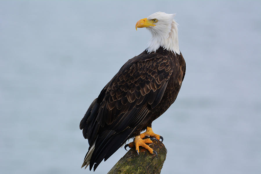 Bald Eagle on a Windy Day Photograph by Joan Septembre
