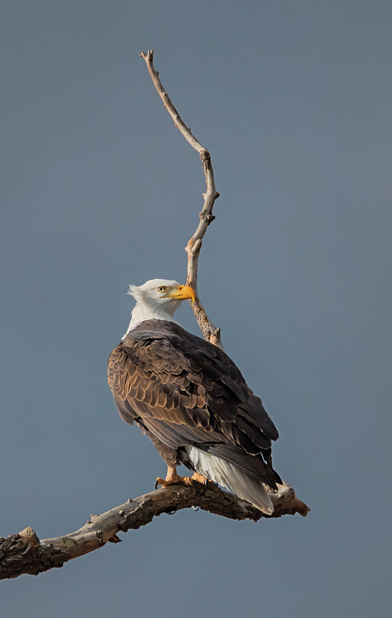 Bald Eagle on a Windy Day Photograph by Loree Johnson